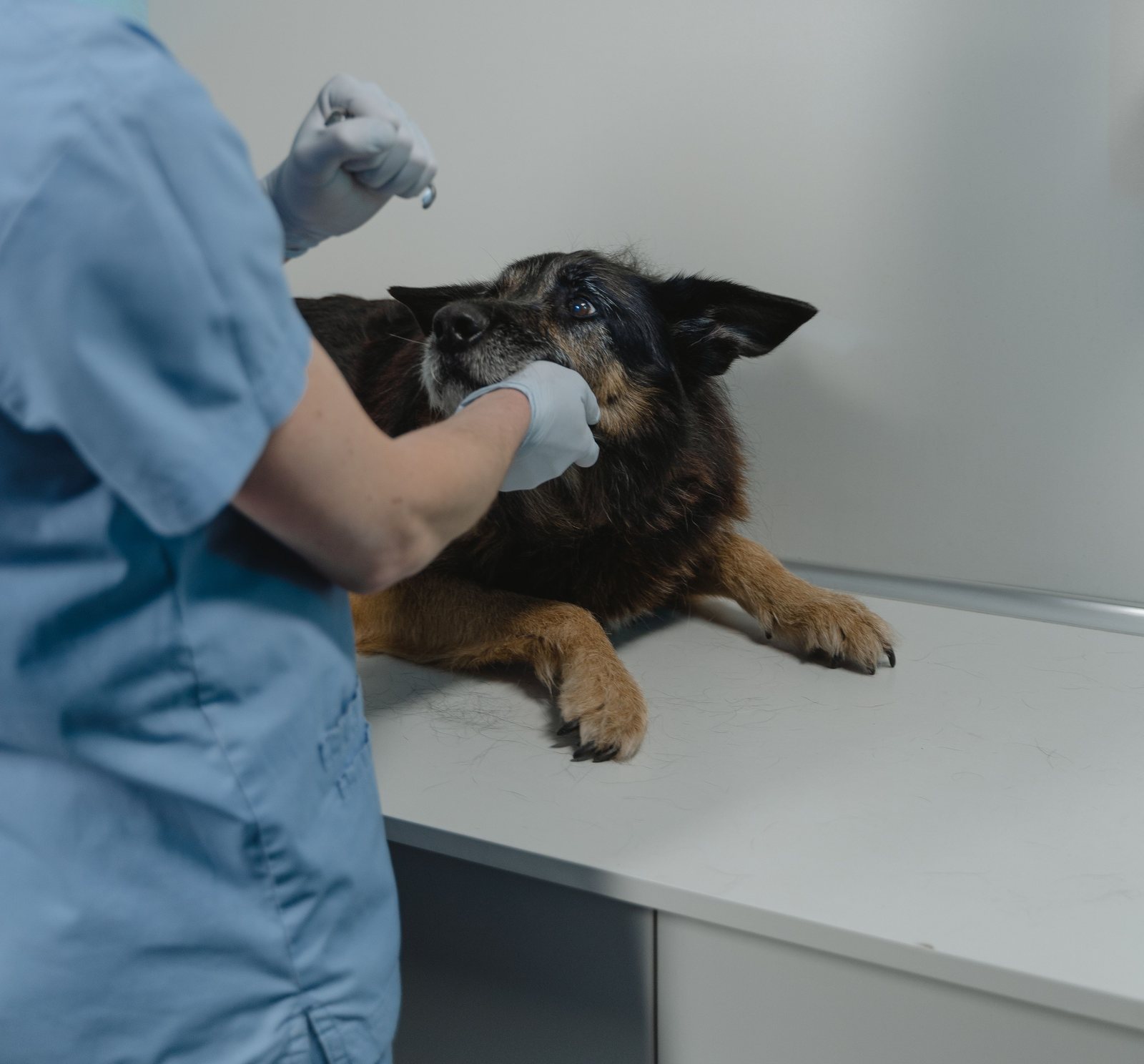 A vet in blue scrubs examining an older German Shepherd on the consult table
