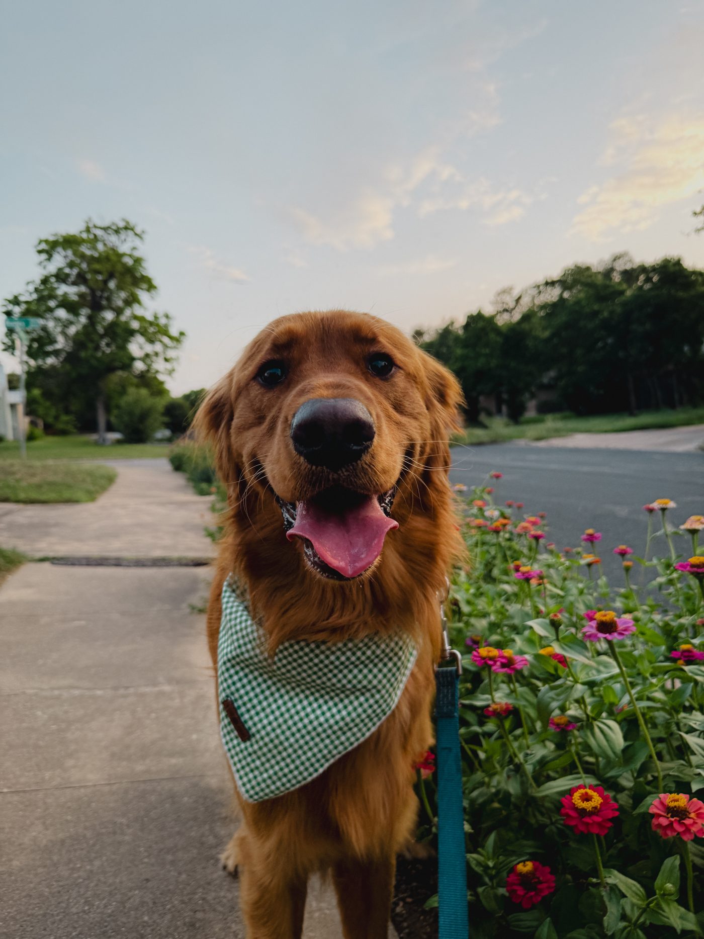 A happy golden retriever in a green gingham bandana, out on a walk